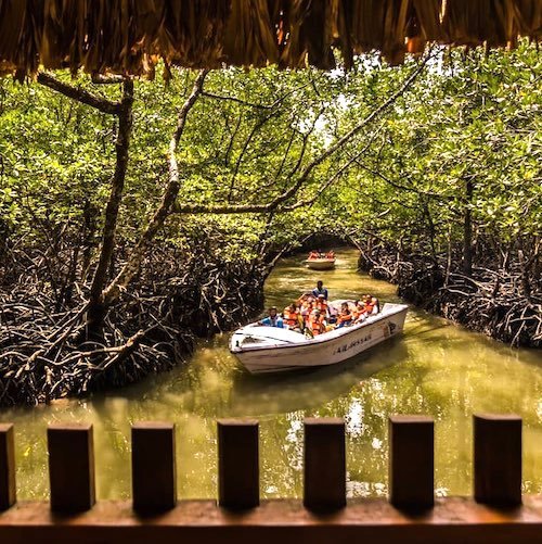 Explore Andaman's Hidden Mangroves for a Mysterious Hideaway at Mangrove Creek.